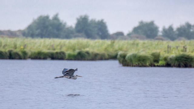 Apero Oiseau Marais De Briere