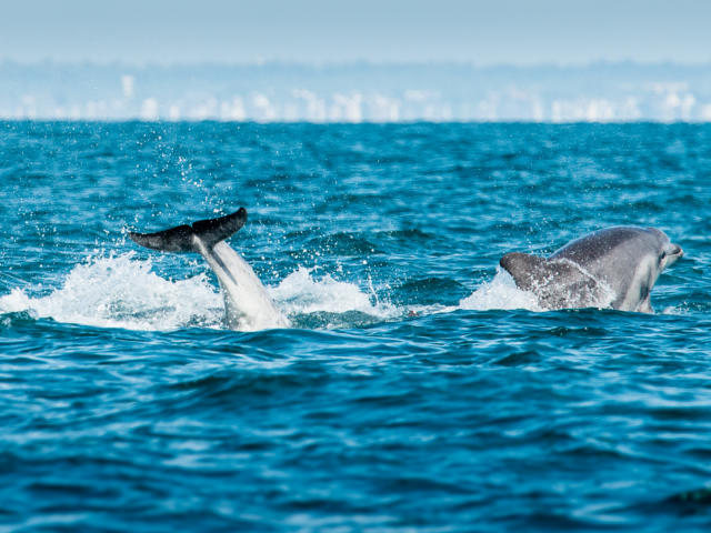 Dauphins