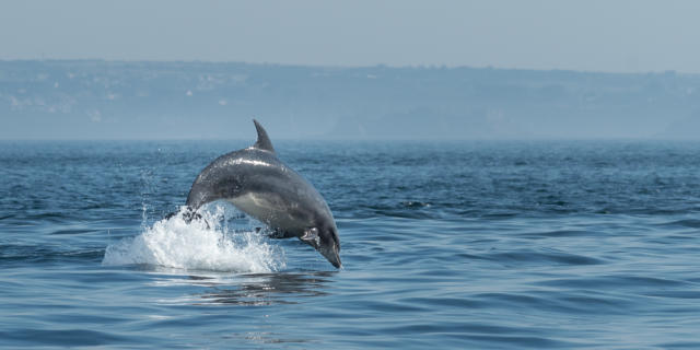 Dauphins - Archipel de Molène
