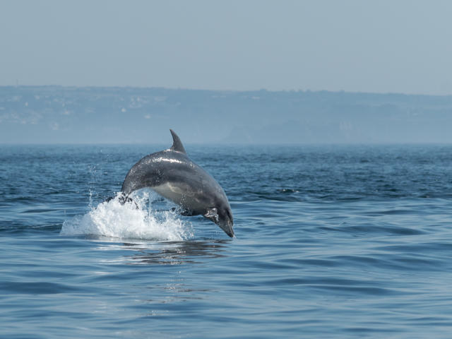 Dauphins - Archipel de Molène