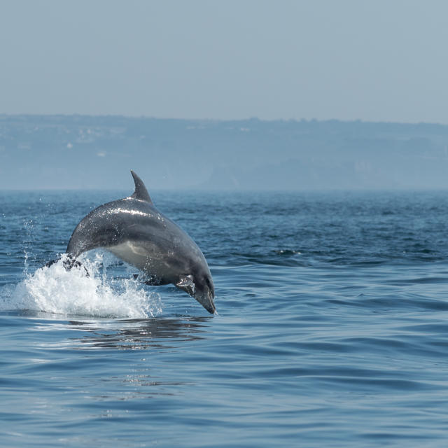 Dauphins - Archipel de Molène