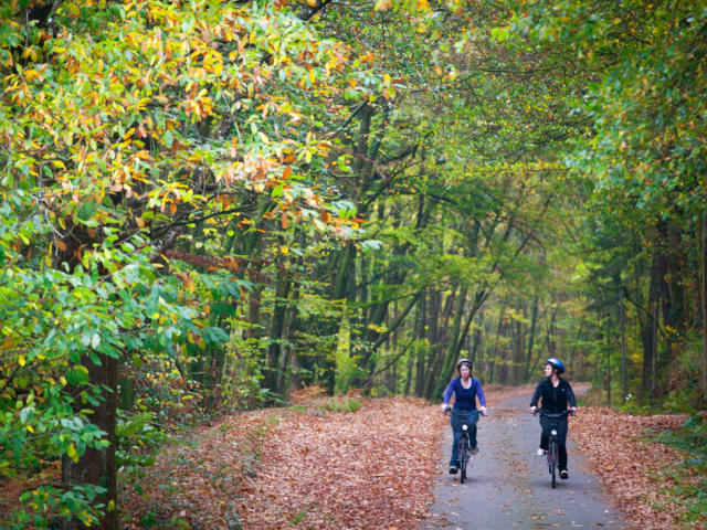 Forêt de Brocéliande