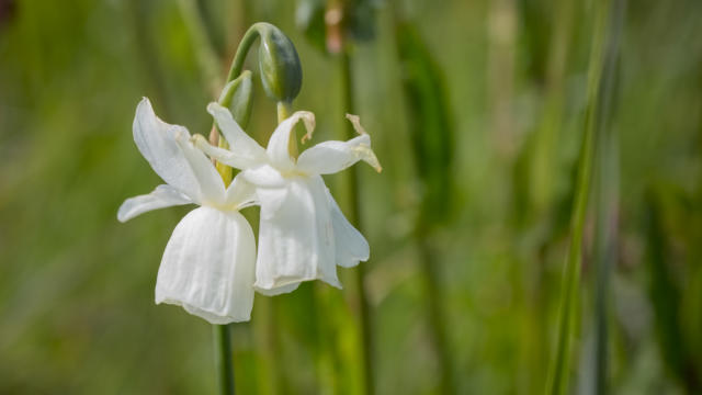 La Narcisse des glénan