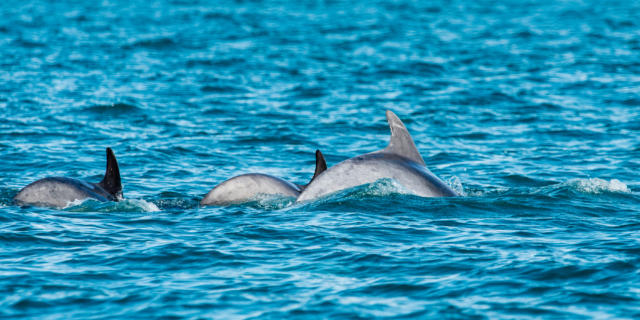 Participez à l'observation des grands dauphins à Port-Mer
Expérience bretonne