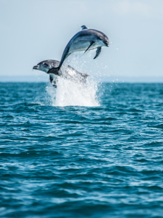 Participez à l'observation des grands dauphins à Port-Mer
Expérience bretonne