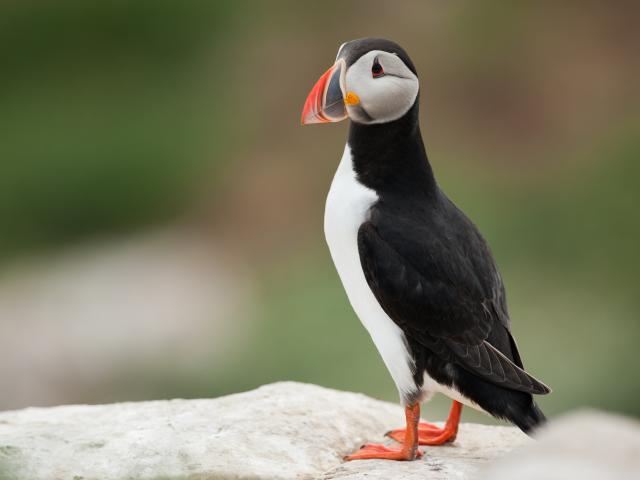 Macareux moine (Fratercula arctica)