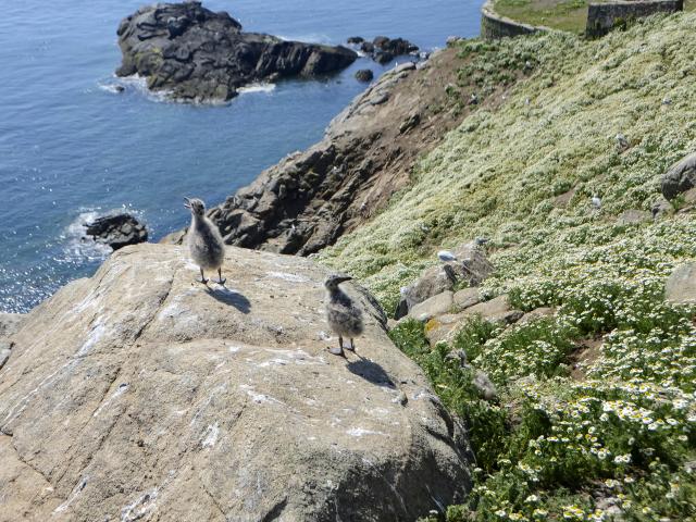 Oisillons de la Mouette