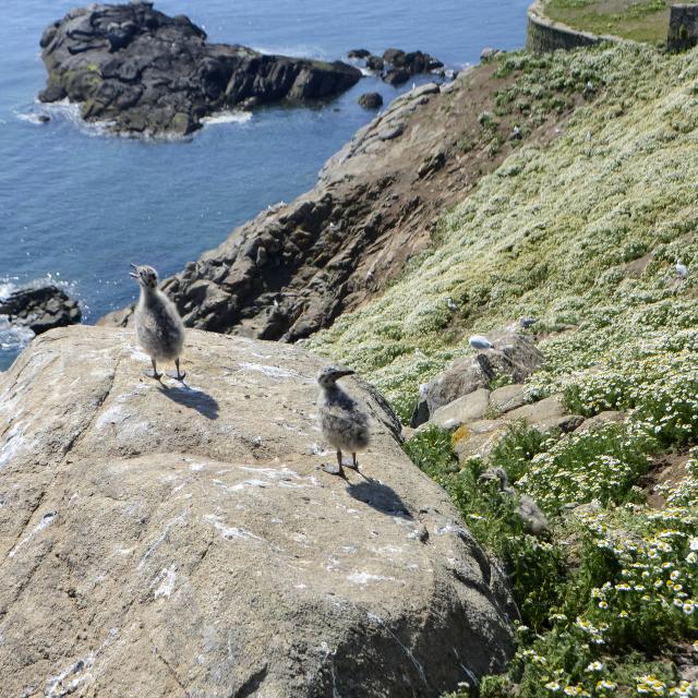 Oisillons de la Mouette