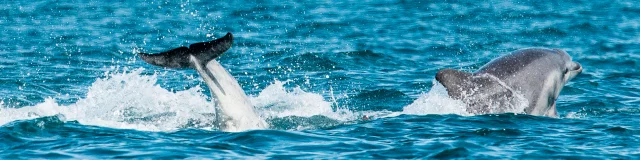 Dauphins
