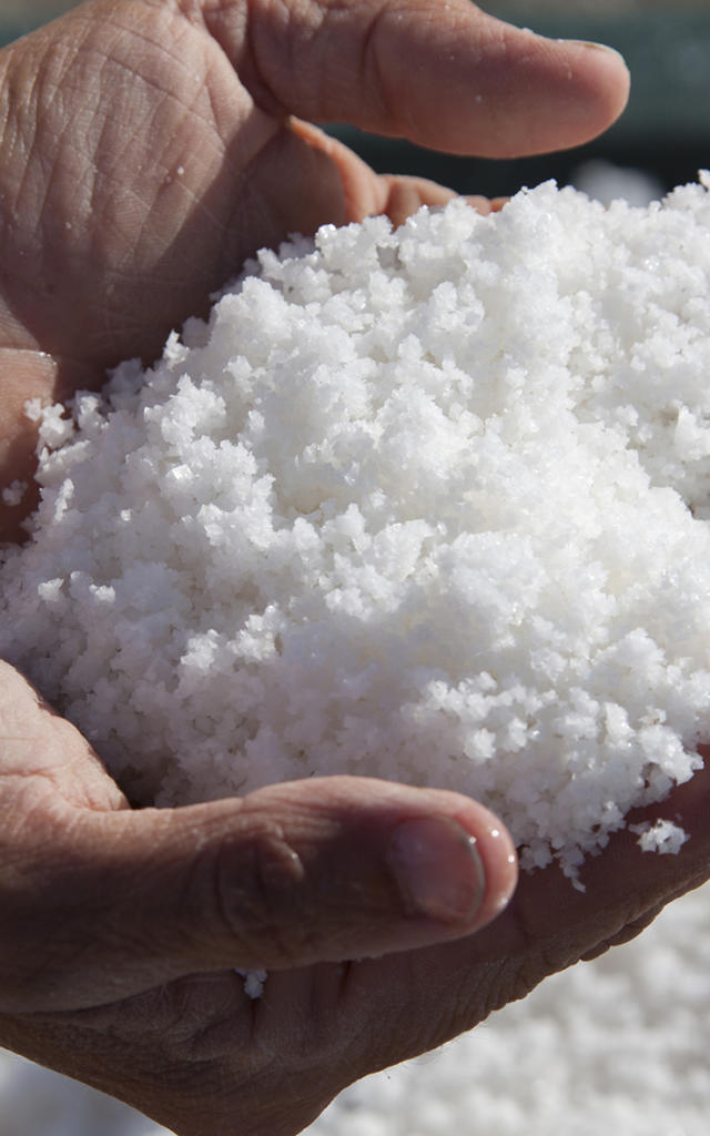 Récolte de fleur de sel de Guérande