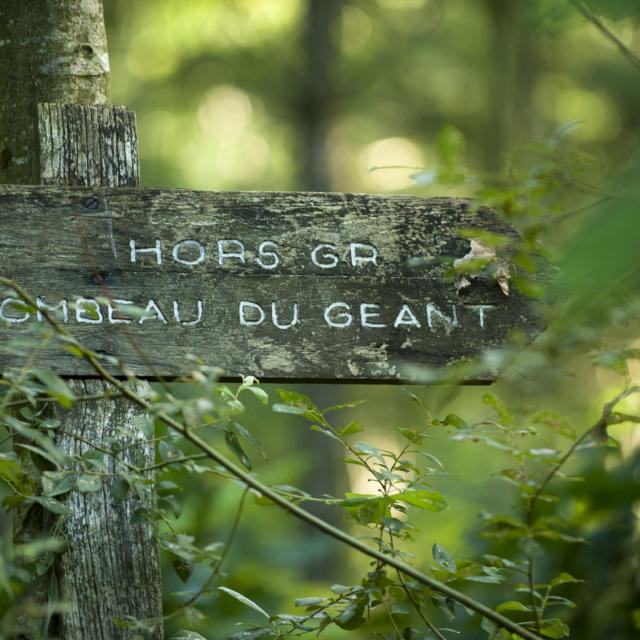 Forêt de Brocéliande