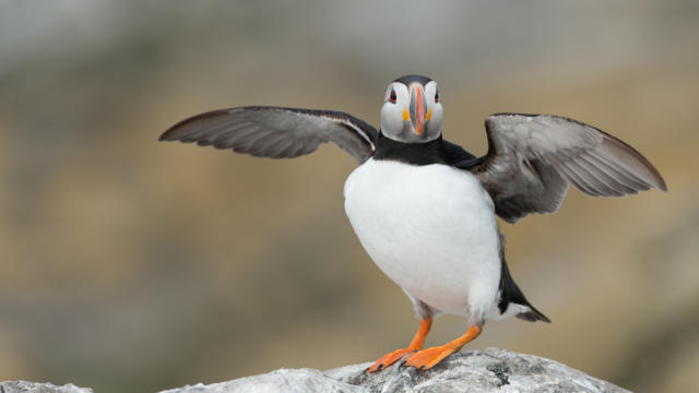Macareux moine (Fratercula arctica)