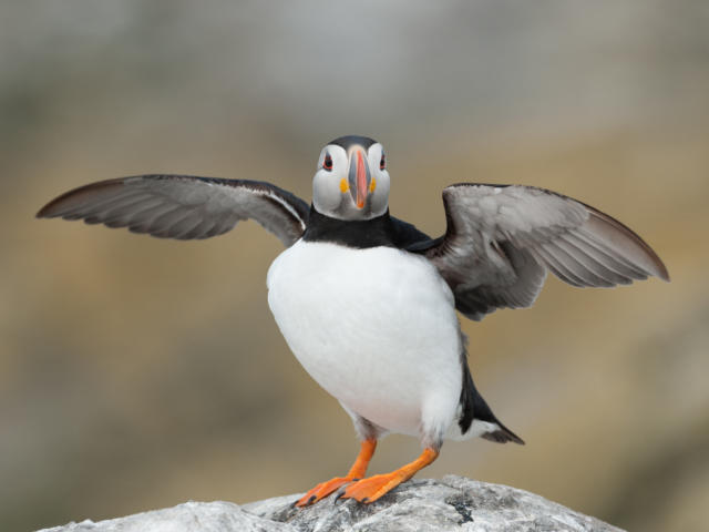 Macareux moine (Fratercula arctica)