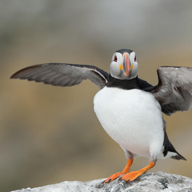 Macareux moine (Fratercula arctica)