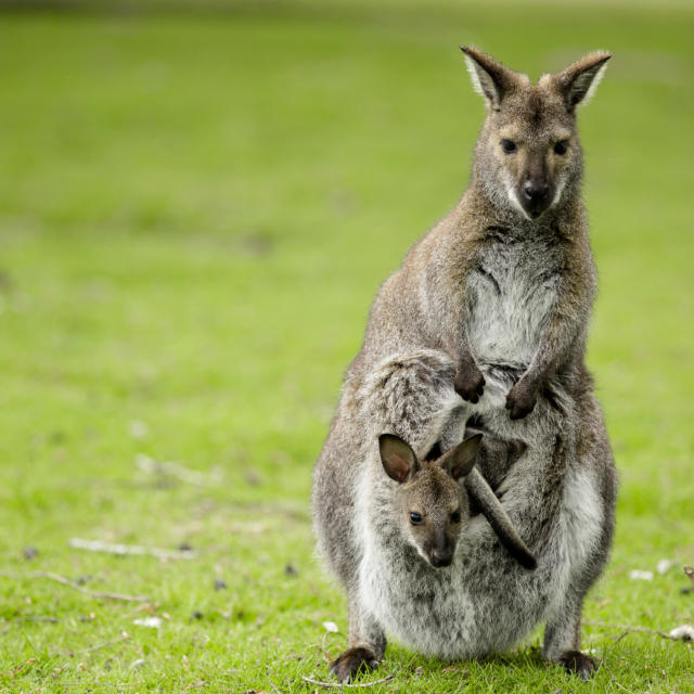 Kangourous au Parc de Branféré - Le Guerno