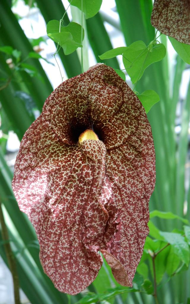 Conservatoire botanique - Brest - Aristolochia Gigantea
