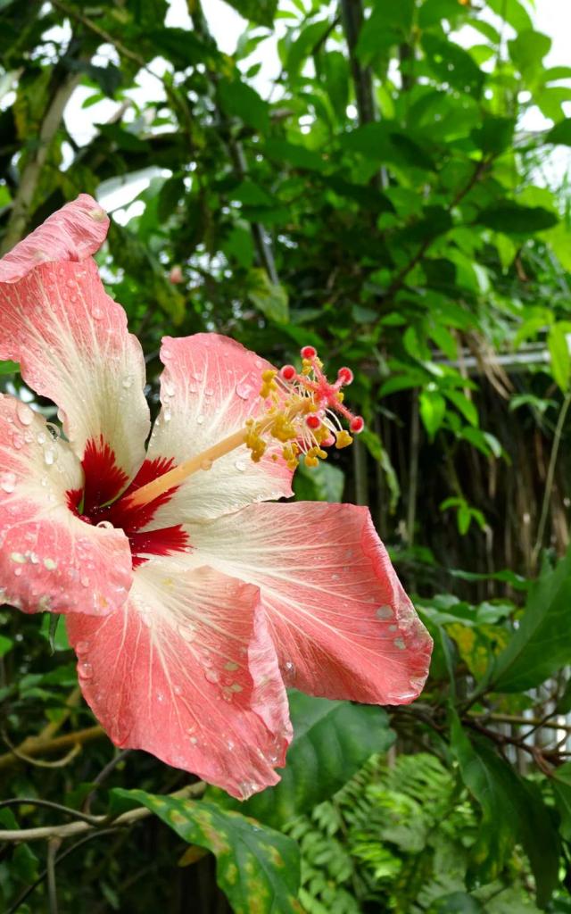 Conservatoire botanique de Brest - Hibiscus Storkii