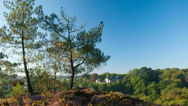 Rochefort-en-Terre, labellisé Les Plus Beaux Villages de France, vue générale du château de Rochefort-en-terre. Bruyère, pins et ajoncs