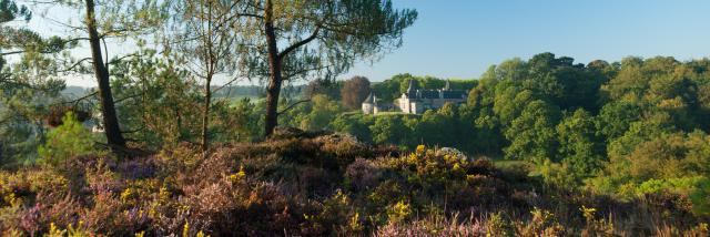 Rochefort-en-Terre, labellisé Les Plus Beaux Villages de France, vue générale du château de Rochefort-en-terre. Bruyère, pins et ajoncs