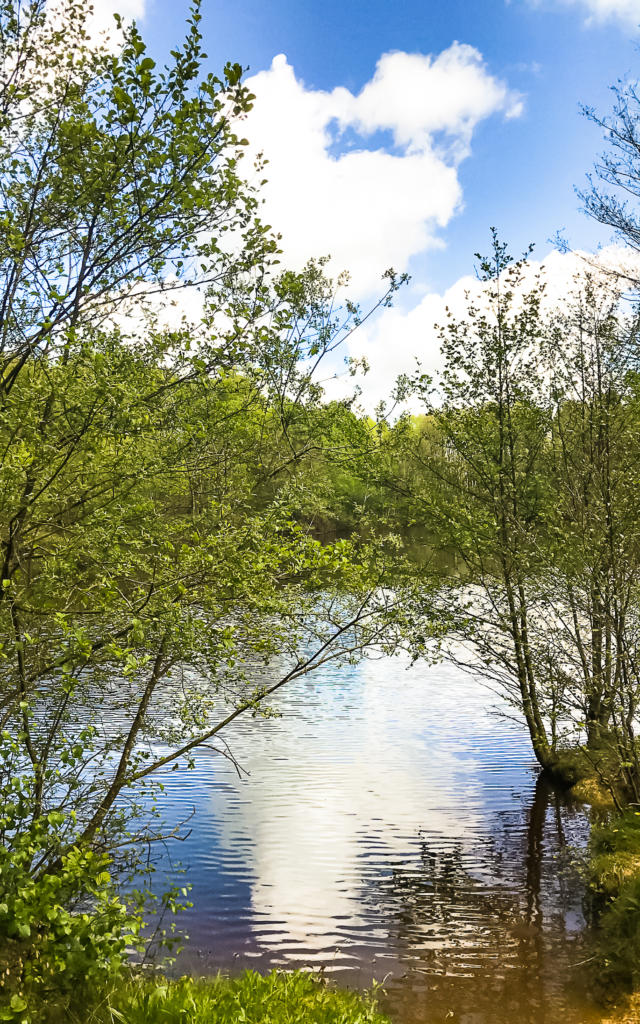 Foret de Rennes