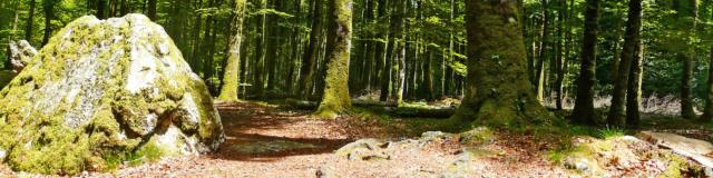 La forêt de Fougères
