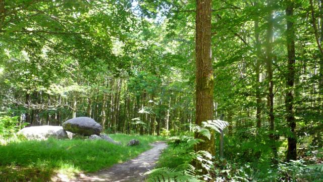 La forêt de Fougères