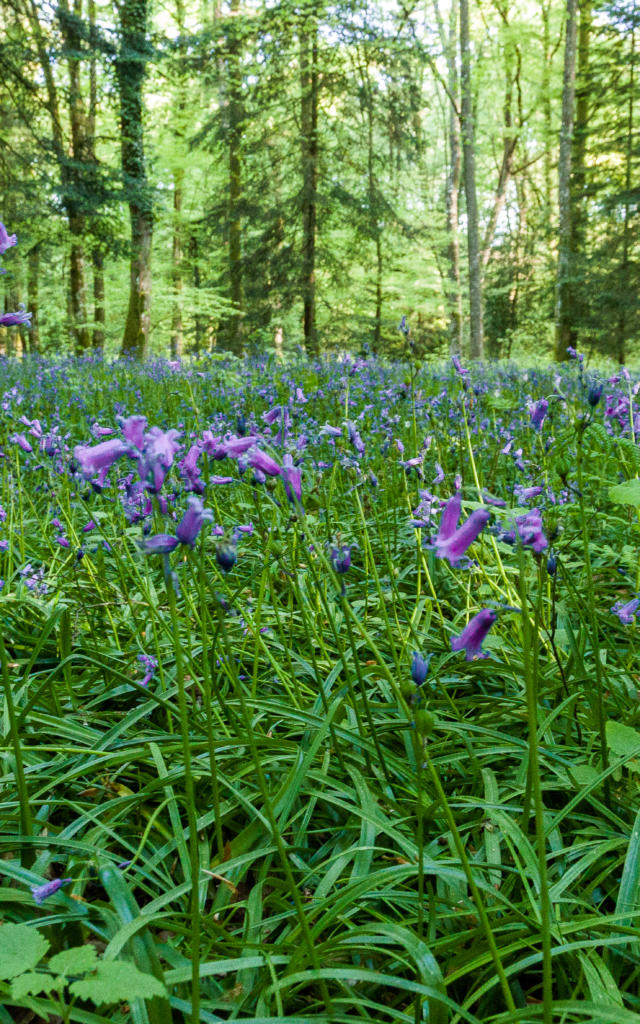 Forêt de Rennes
