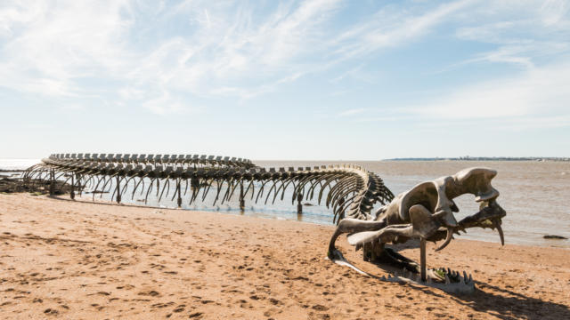 Serpent d’océan de Huang Yong Ping - Saint-Brévin-les-Pins