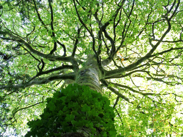 Forêt de Beffou