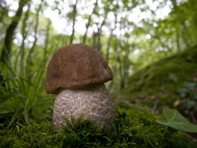 Forêt de Beffou - Bolet