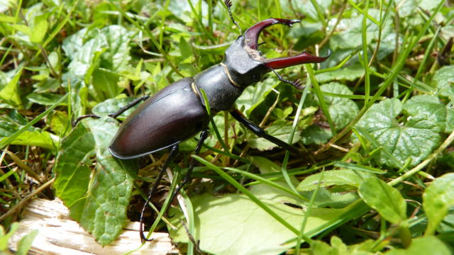 Forêt de Gâvre - Lucane Cerf-volant