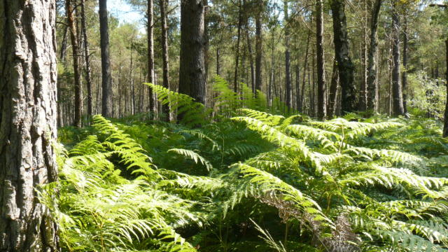 Forêt de Gâvre