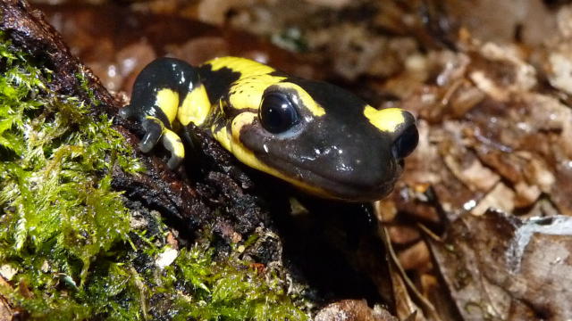 Forêt De Gâvre - Salamandre