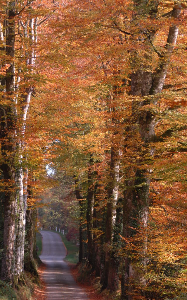 Forêt de Quénécan - Sainte-BrigitteSte Brigitte 01