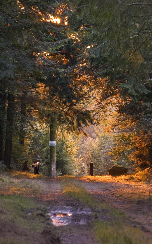 Forêt de Beffou