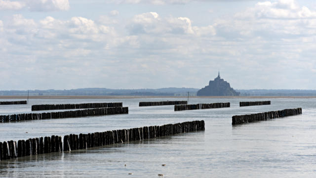 Moules de bouchot dans la Baie du Mont Saint-Michel