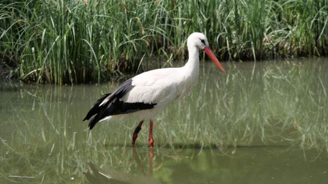 Cigogne blanche