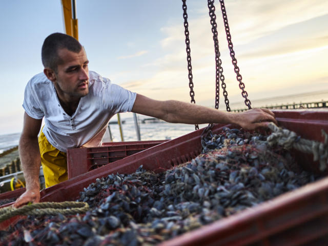 Un mytiliculteur ramase les moules de Bouchot au petit matin