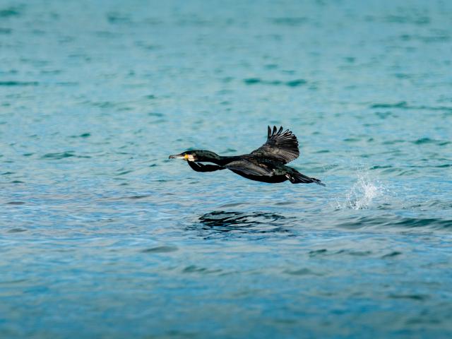 Participez à l'observation des grands dauphins à Port-Mer
Expérience bretonne