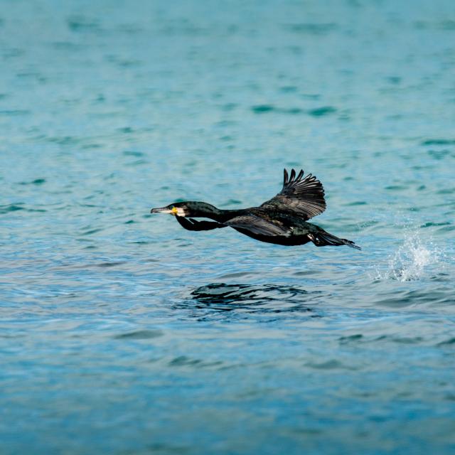 Participez à l'observation des grands dauphins à Port-Mer
Expérience bretonne