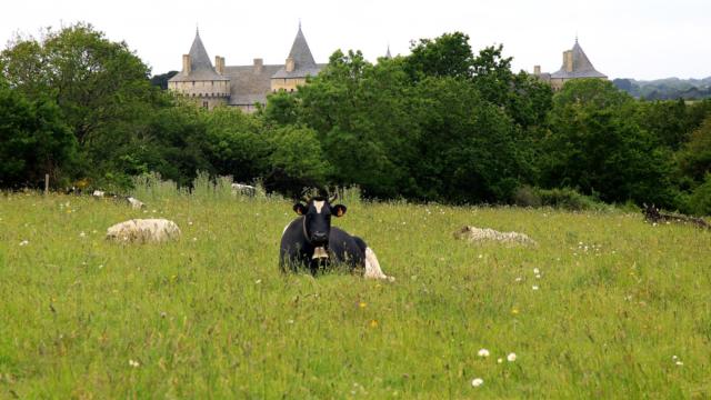 Vache bretonne pie noir