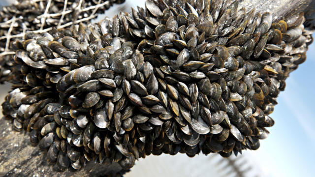 Moules de bouchot de la Baie du Mont-Saint-Michel
