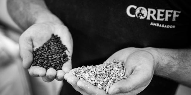 Choix des matières premières à la brasserie Coreff