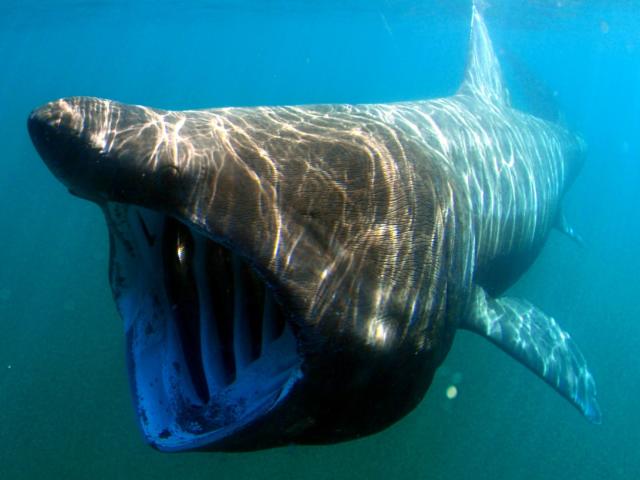 Requin Pèlerin