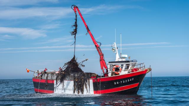 Explorez les beautés de l’archipel de Molène, la pêche des algues