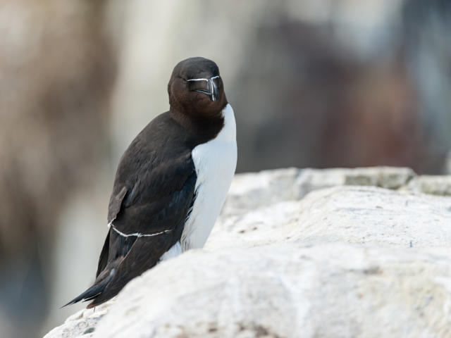 Pingouin Torda