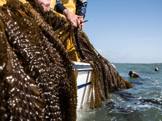 Récolte de laminaires en pleine mer