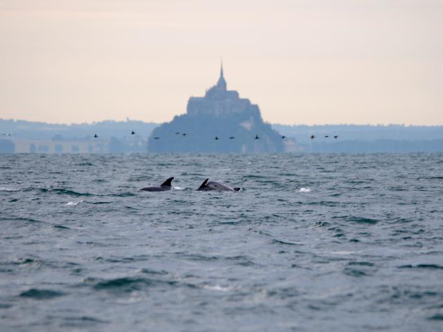 Baie du Mont-Saint-Michel
