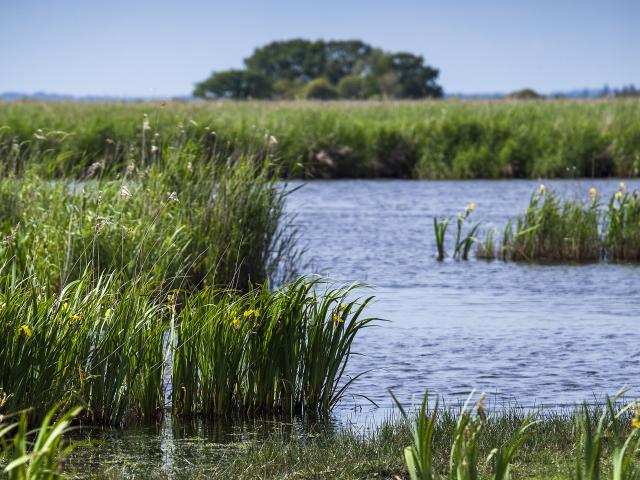 Les marais de Brière