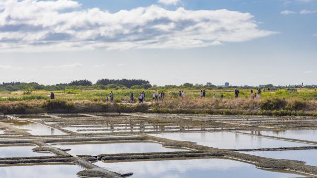 Marais Salants de Guérande - Terre de sel